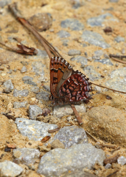 Estern Pine Elfin